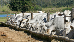 Nutrição Animal no Calor: Estratégias para Manter a Produtividade